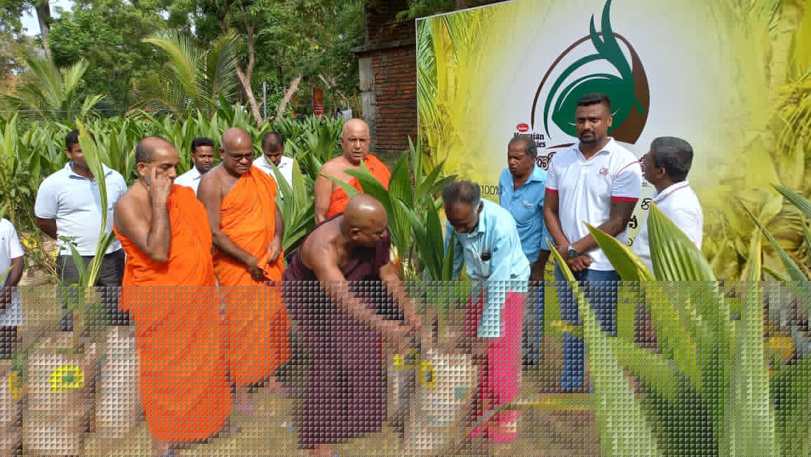 Hawaiian Kapruka - Image 5